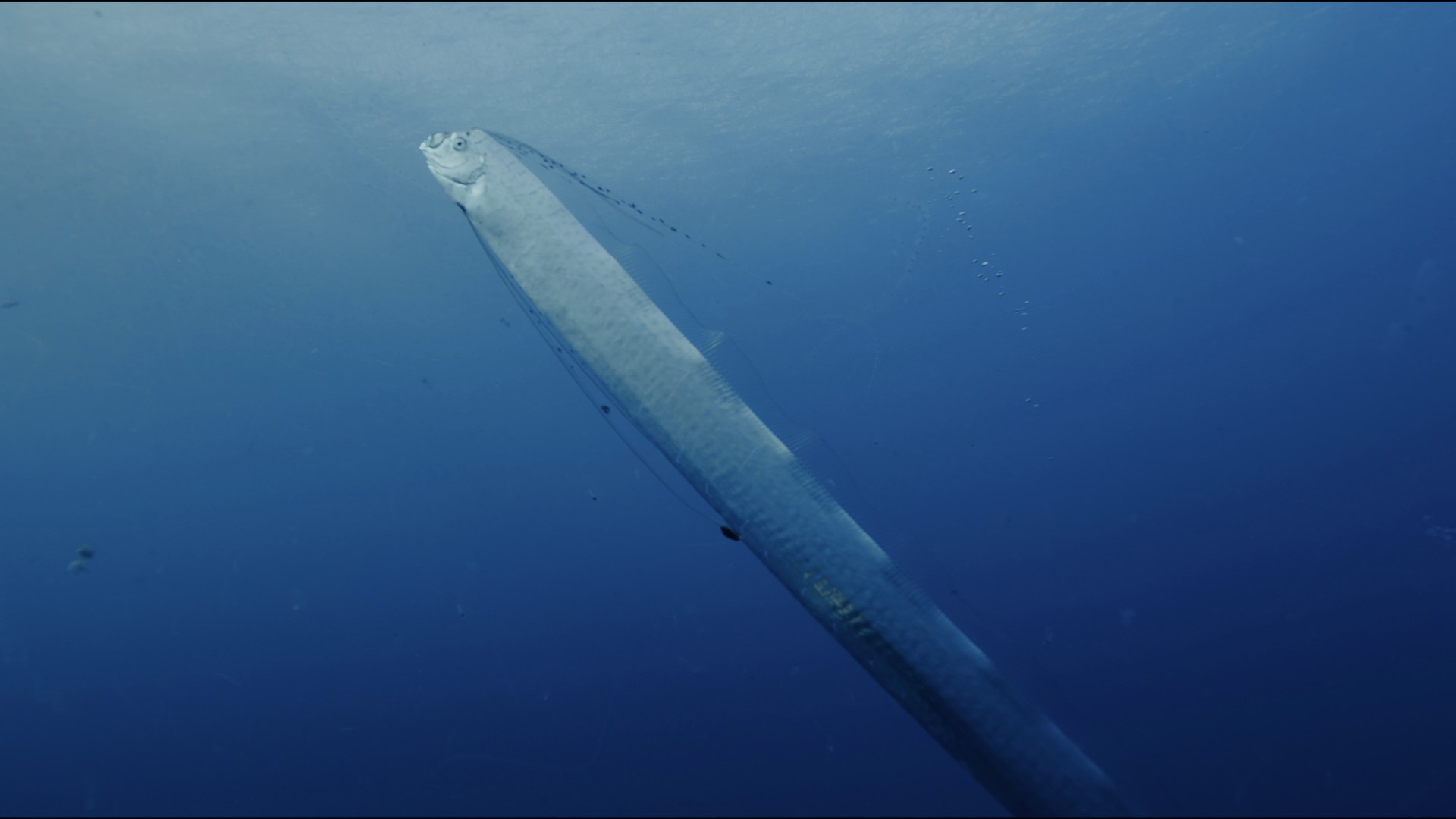 Гигантская морская змея