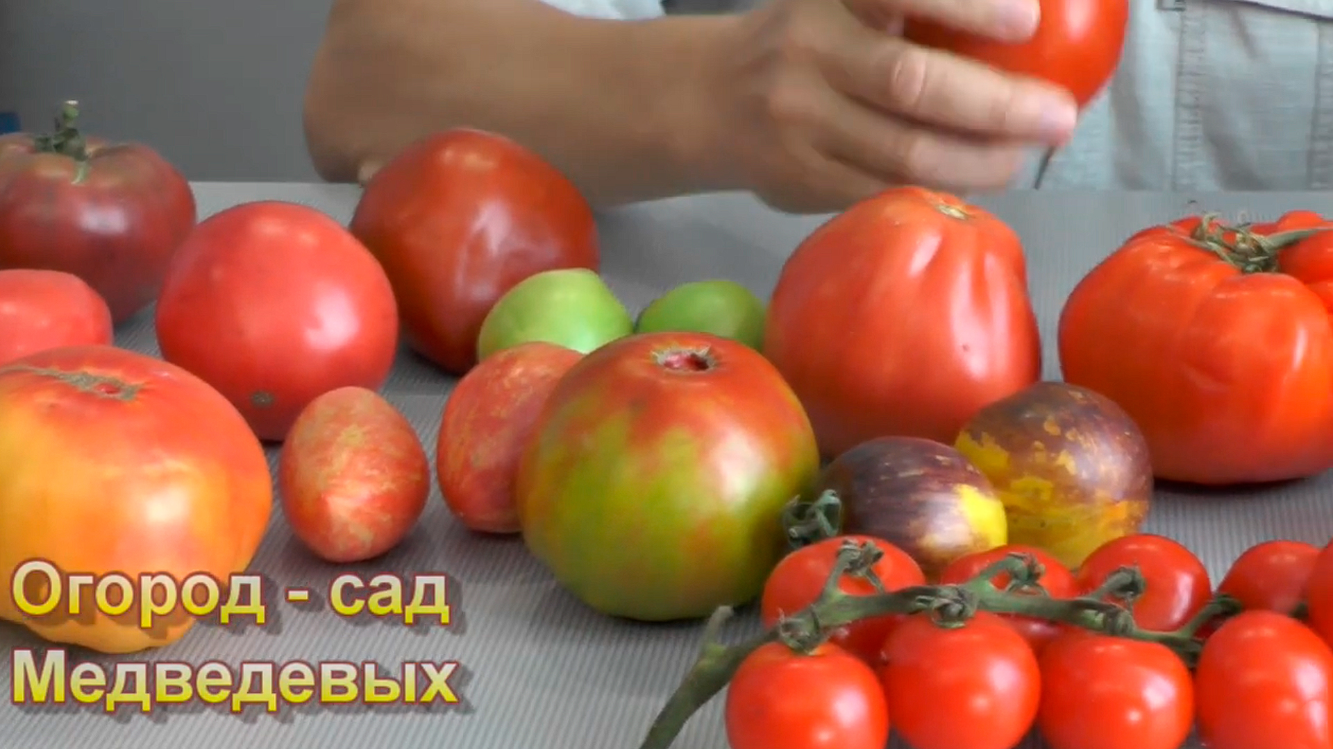 Сад Медведевых. Желе из красной смородины