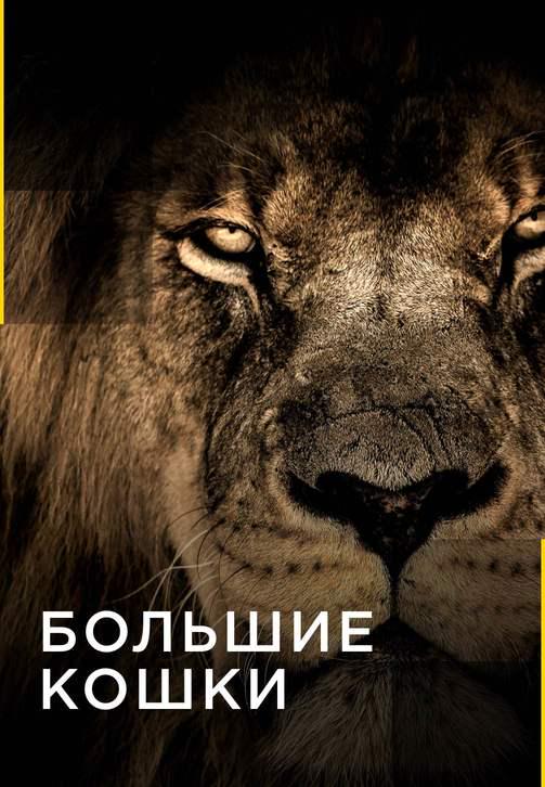 Постер к сериалу Большие кошки. Серия 10 2016