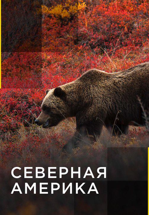 Постер к сериалу Северная Америка 2011